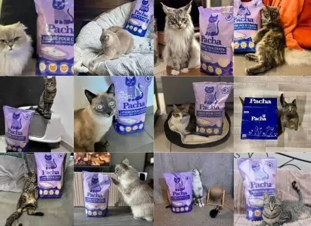 Collage de photos de clients montrant diff&eacute;rents chats avec la liti&egrave;re Pacha dans diff&eacute;rents int&eacute;rieurs