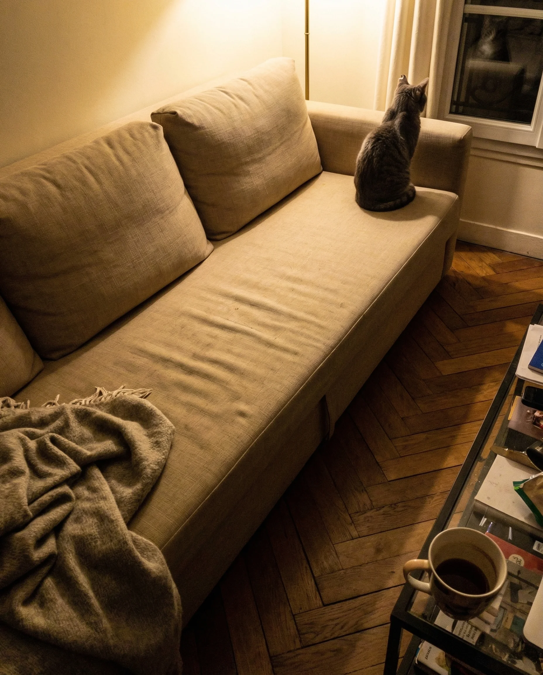 Un chat gris tigr&eacute; assis au bout du canap&eacute;, de dos, regardant ailleurs &mdash; une vaste distance de coussins vides entre lui et l'endroit o&ugrave; son propri&eacute;taire est assis