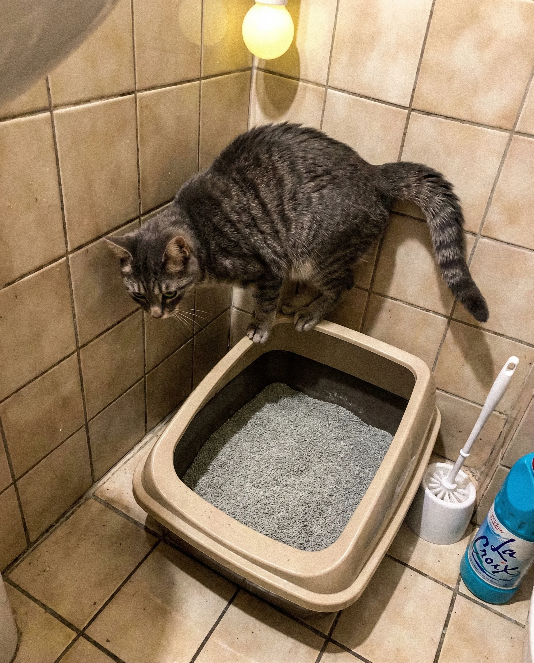 Un chat gris en &eacute;quilibre pr&eacute;caire sur le rebord d'un bac &agrave; liti&egrave;re, les quatre pattes agripp&eacute;es au plastique, le corps suspendu au-dessus de la liti&egrave;re sans la toucher