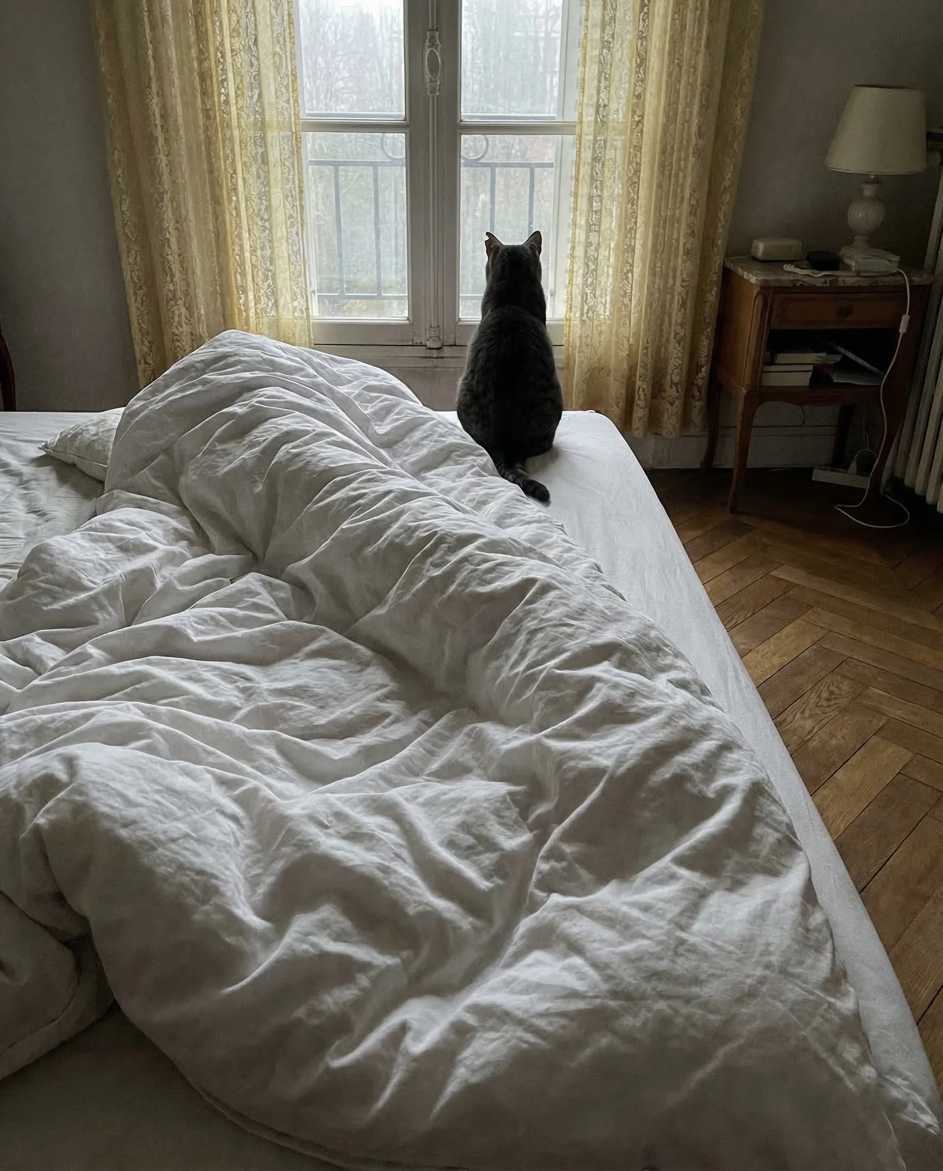 Silhouette d'un chat gris assis de dos au bout du lit, regardant par la fen&ecirc;tre &mdash; la distance entre le chat et son propri&eacute;taire visualis&eacute;e